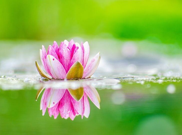 Lili air, pod teratai merah muda, aero, segar, bunga, hijau, pink, air, tanaman, lily, refleksi, bokeh, waterlily, Wallpaper HD