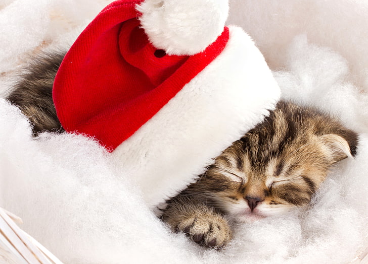 gray tabby kitten, winter, cat, kitty, hat, sleeping, red, striped, holidays, Christmas, HD wallpaper