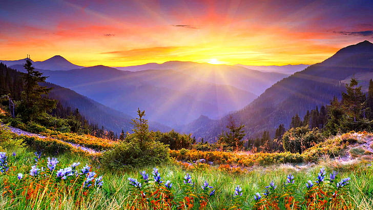 Impressionante tramonto sole raggi montagne boscose, bellissimi fiori di montagna con erba verde sfondo del desktop Hd per telefoni cellulari e computer portatili, Sfondo HD