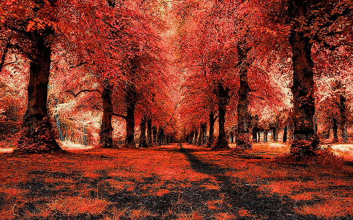 Red forest tree stream nature HD phone wallpaper  Pxfuel