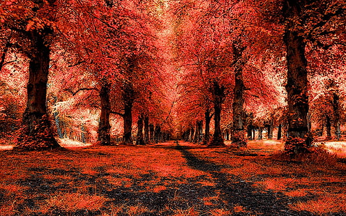 الغابة الحمراء ، المناظر الطبيعية ، المسار ، الغابة الحمراء ، المناظر الطبيعية ، المسار، خلفية HD HD wallpaper