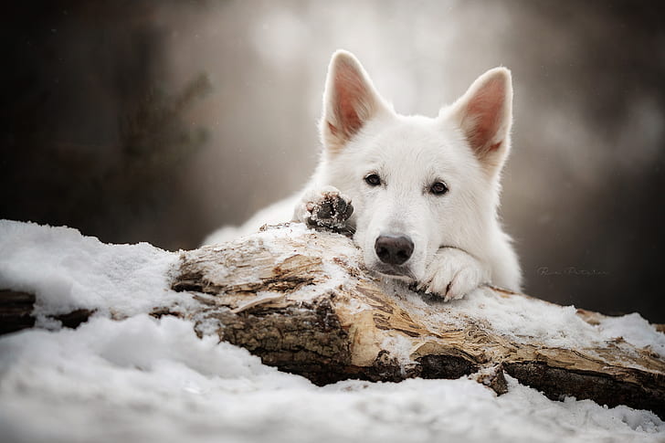 regarder, visage, neige, chien, bûche, Le chien de berger suisse blanc, Fond d'écran HD