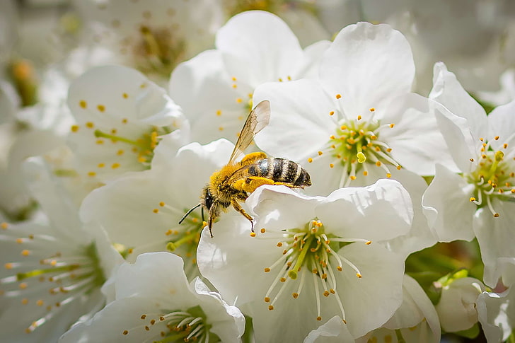 пчела, разцвет, цвят, череша, черешов цвят, събиране, плодно дърво, мед, медена пчела, насекомо, природа, опрашване, пролет, поръсване, бял цвят, HD тапет