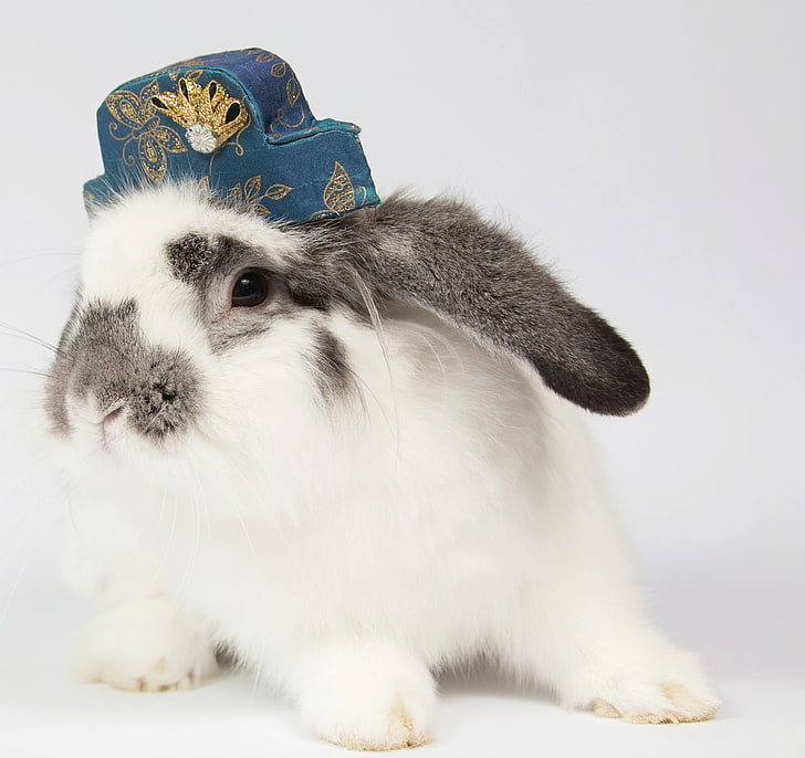 Bunny, rabbit, iepuras, easter, animal, hat, cute, white, rodent, blue, HD wallpaper