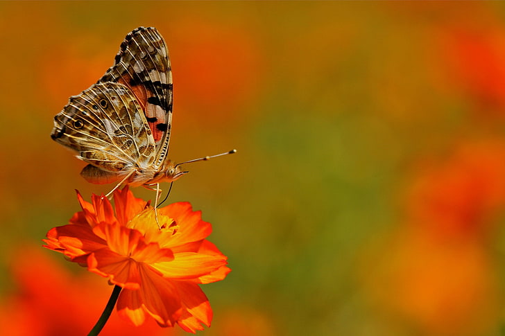 Makro, Schmetterlinge, Blumen, HD-Hintergrundbild