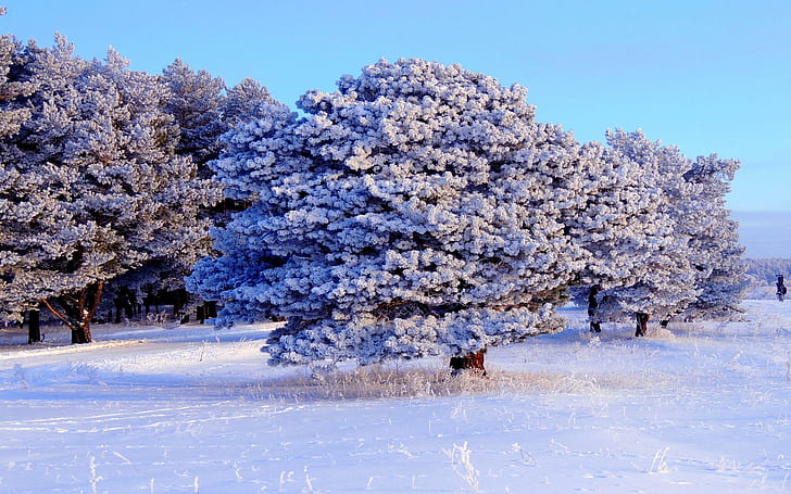 Снежные деревья, деревья, наполненные белым снегом, снег, природа, времена года, зима, деревья, природа и пейзажи, HD обои