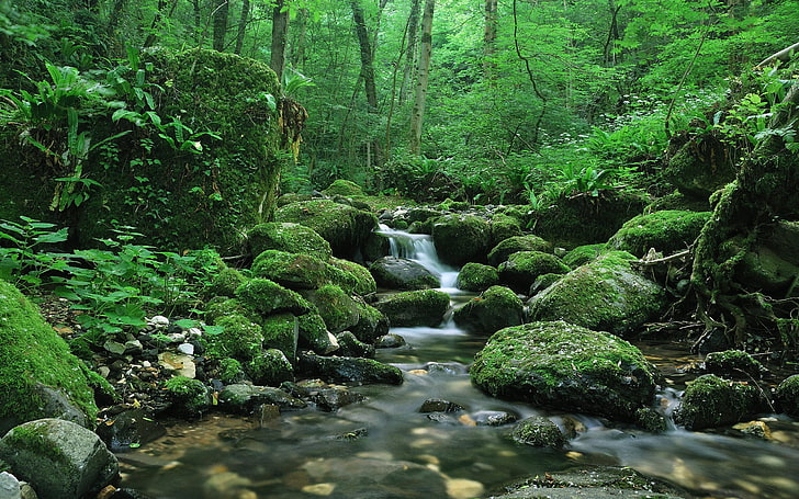 river between rocks, landscape, nature, water, forest, moss, HD wallpaper