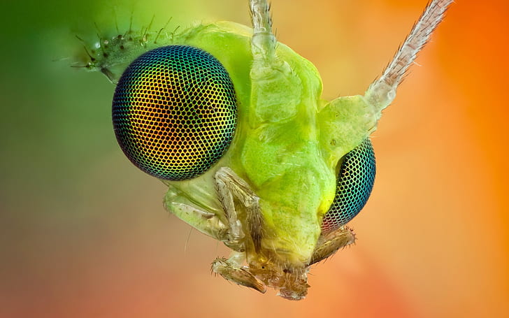 Макрос глаза насекомого сложный, Насекомое, Глаз, Макро, HD обои