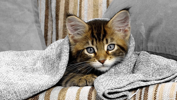 binatang, kucing, mata biru, Wallpaper HD