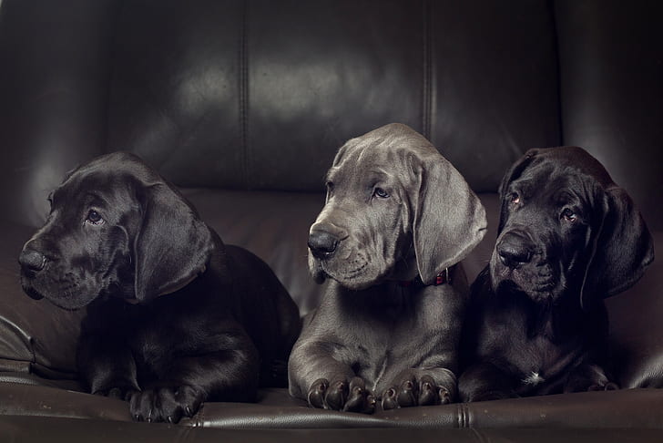 Dogs, Great Dane, Dog, Puppy, HD wallpaper
