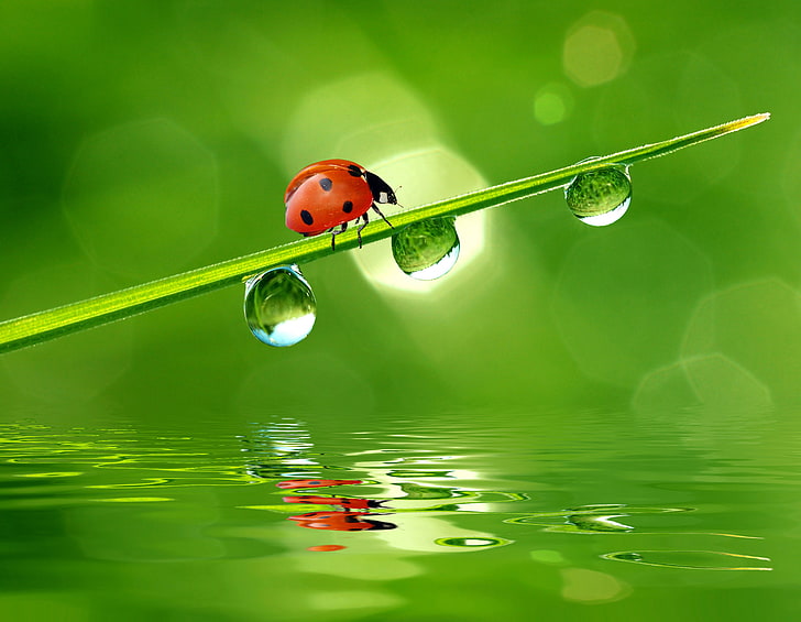 red 7-spot ladybird, beetle, grass, drops, water, HD wallpaper