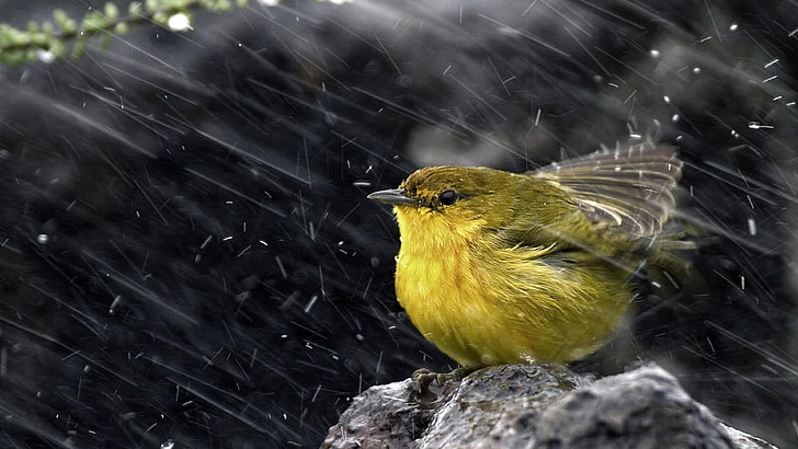 bird, rain, rain drops, rainy, cute, weather, wind, HD wallpaper