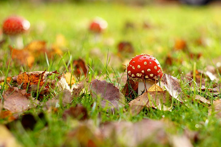 Red Mushroom Among The Leaves, field, nature, leaves, green, mushroom, autumn, nature and landscapes, HD wallpaper