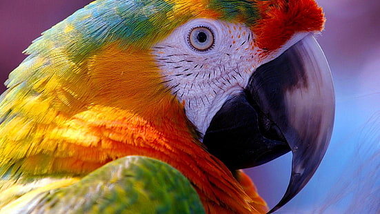 клюн, птица, папагал, ара, наблизо, перо, папагал, макро фотография, HD тапет HD wallpaper