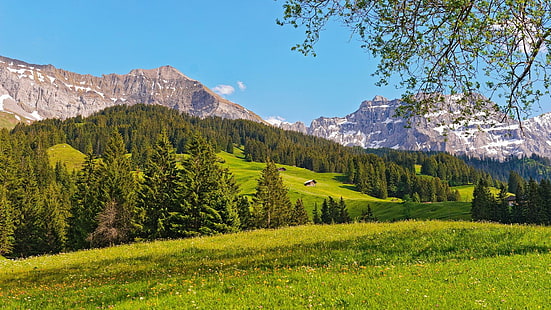 スイスアルプスの美しい夏の草原、森林、小屋、牧草地、山、自然、風景、 HDデスクトップの壁紙 HD wallpaper