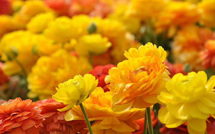 Żółte czerwone kwiaty zdjęcia Ultra HD Tapety 3840 × 2400, Tapety HD