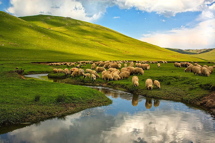 стадо овце, природа, пейзаж, Турция, Орду, овце, река, животни, хълмове, равнини, HD тапет