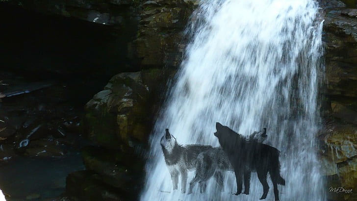 Wolves Waterfall, grupa alaskańskich malamutów, persona firefoxa, mistyczna, natura, wilki, wilk, wycie, panoramiczny, wodospad, 3d i abstrakcja, Tapety HD