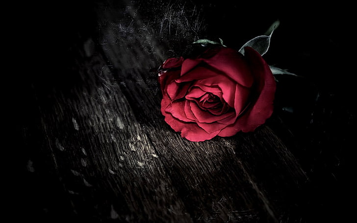 czerwony kwiat róży na brązowej powierzchni drewnianej, wybiórcze zabarwienie, róża, kwiaty, czerwone kwiaty, Tapety HD