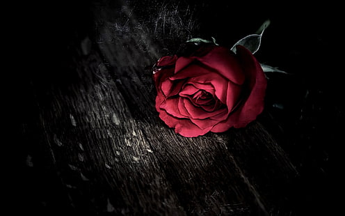 fleur rose rouge sur une surface en bois marron, coloration sélective, rose, fleurs, fleurs rouges, Fond d'écran HD HD wallpaper