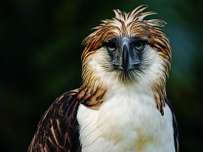 Vögel, philippinischer Adler, der philippinische Adler, HD-Hintergrundbild HD wallpaper