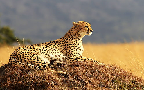 Animals close-up, cheetah, grass, Animals, Cheetah, Grass, HD wallpaper HD wallpaper