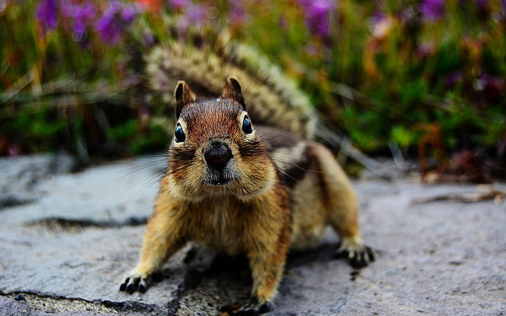 Squirrel Close Up, squirrel, HD wallpaper