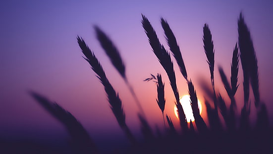 silhuettfoto av växt, silhuettfoto av gräs vid solnedgången, spikelets, solnedgång, natur, silhuett, HD tapet HD wallpaper