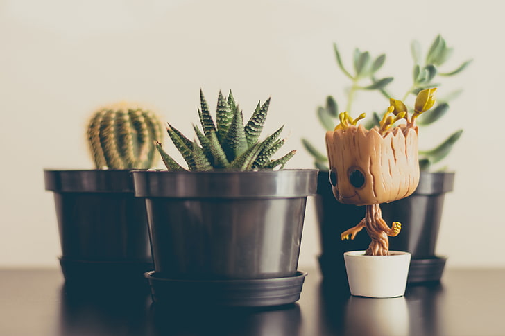cactus, piante, vaso, figura di groot, fiori, Sfondo HD