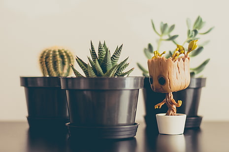 cactus, piante, vaso, figura di groot, fiori, Sfondo HD HD wallpaper