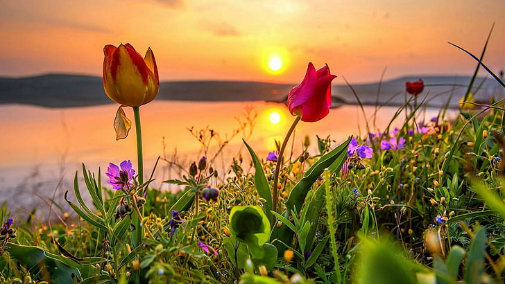 pole kwiatów, Krym, step, wieczór, tulipany, trawa, światło słoneczne, flora, tulipan, kwiat, wiosna, łąka, zachód słońca, roślina, niebo, pole, dziki kwiat, Tapety HD