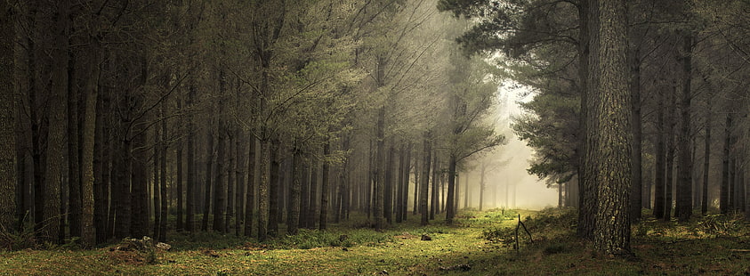 Waldspritzer Kunst, Pfad, Nebel, Sonnenlicht, Natur, Panoramen, Wald, Landschaft, Gras, Bäume, HD-Hintergrundbild HD wallpaper