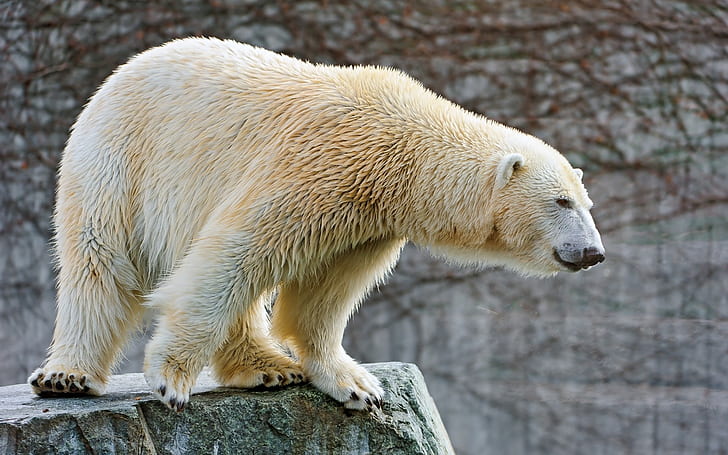 Polar bear, Big, Wool, HD wallpaper