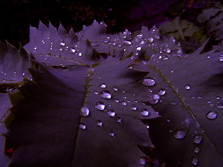 фиолетовые листья, листья, HD обои