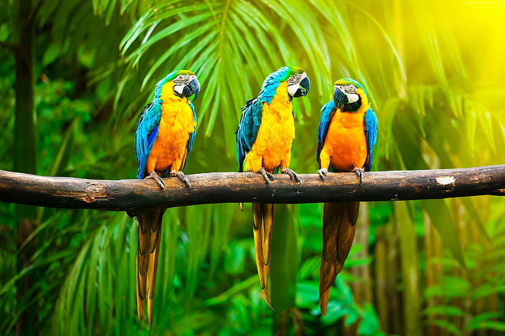 tropis, burung beo, Macaw, Wallpaper HD