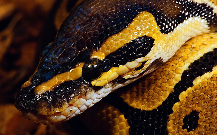 braune birmanische Pythonschlange, Tiere, Schlange, Natur, Reptilien, Makro, Gelb, HD-Hintergrundbild