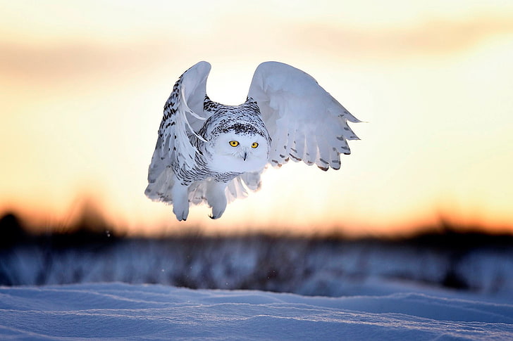 white and gray owl, winter, snow, sunset, bird, the evening, snowy owl, white owl, Nyctea scandiaca, Bubo scandiacus, HD wallpaper