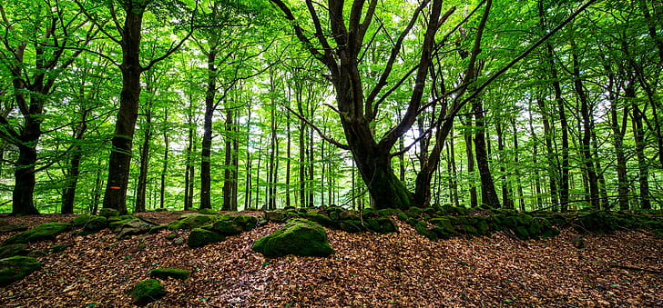 photo of green forest, Förslöv, July 7, photo, green forest, Sverige, Sweden, Outdoor, Panorama, TS-E 17 mm, F/4, Stone wall, Canon EOS 5D Mark III, Skåne, Scandinavia, Scania, Shift, Beech, lÃ¤n, SE, forest, nature, tree, leaf, outdoors, woodland, green Color, landscape, plant, summer, scenics, sunlight, HD wallpaper