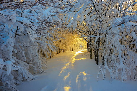 голые деревья со снегом, лес, снег, деревья, италия, тропинка, белый, желтый, природа, зима, пейзаж, HD обои HD wallpaper