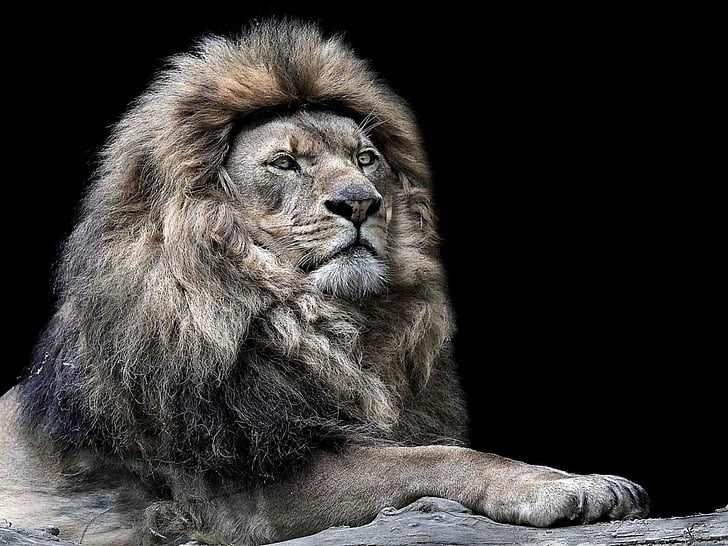 experience, leo, lion, man, old, HD wallpaper