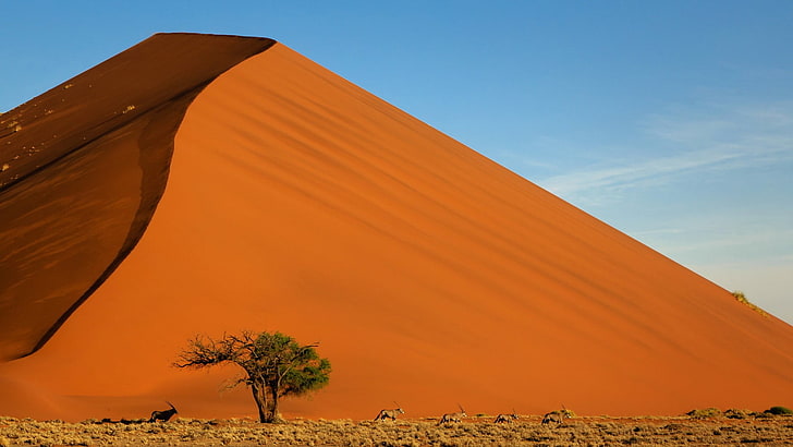 dessert montagne, désert, paysage, sable, dune, animaux, Fond d'écran HD