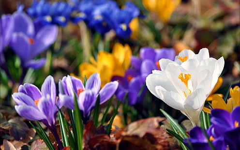 زهور الربيع زعفران 2560 × 1600، خلفية HD HD wallpaper