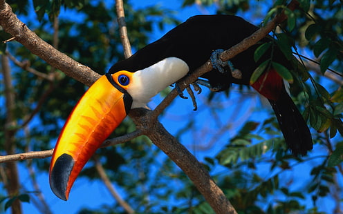 Birds, Toco toucan, Bird, HD wallpaper HD wallpaper