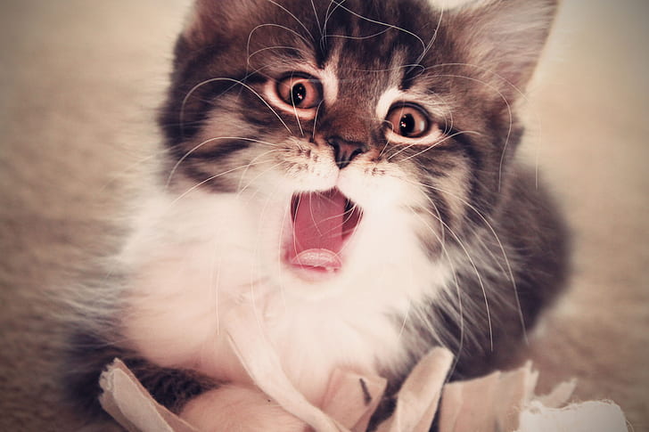 kitten, face, mouth open, fluffy, HD wallpaper