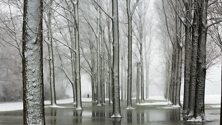 зима, природа, деревья, туман, HD обои