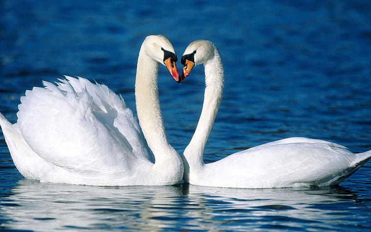 Two white swans on the water, Two, White, Swan, Water, HD wallpaper