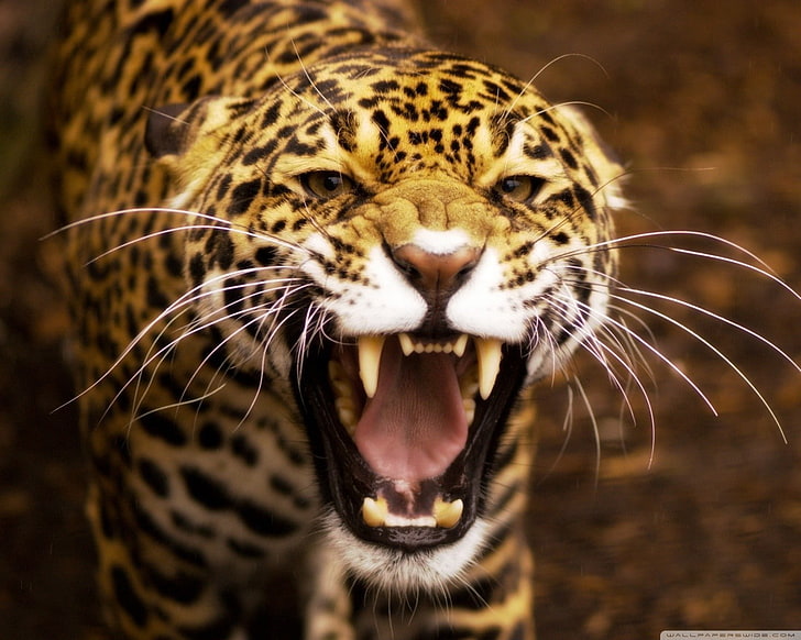 animals, closeup, leopard (animal), HD wallpaper