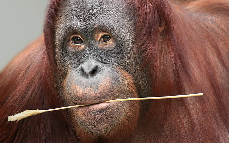 guarda, scimmia, Borneo Orang-Utan, Sfondo HD