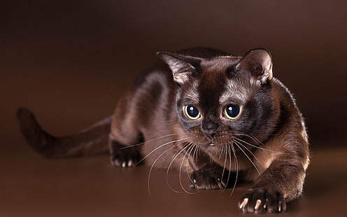 gato preto de pêlo curto, gato, HD papel de parede HD wallpaper