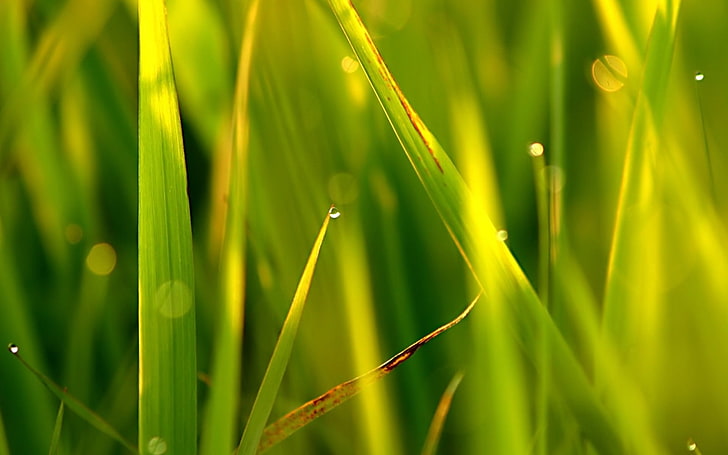 Green grass sunlight-Plants Macro HD Wallpaper, HD wallpaper